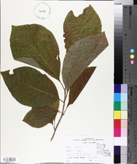 Magnolia acuminata image