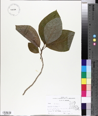 Magnolia acuminata image