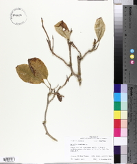 Magnolia acuminata image