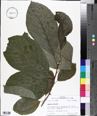 Magnolia acuminata image