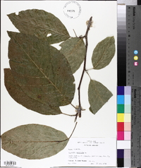 Magnolia acuminata image