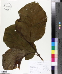 Magnolia acuminata image