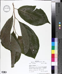 Magnolia acuminata image