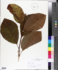 Magnolia acuminata image