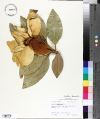 Magnolia grandiflora image