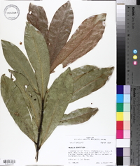 Magnolia grandiflora image