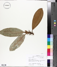 Magnolia grandiflora image