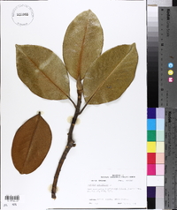 Magnolia grandiflora image