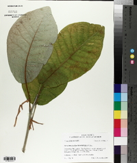 Magnolia macrophylla image