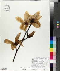 Magnolia kobus image