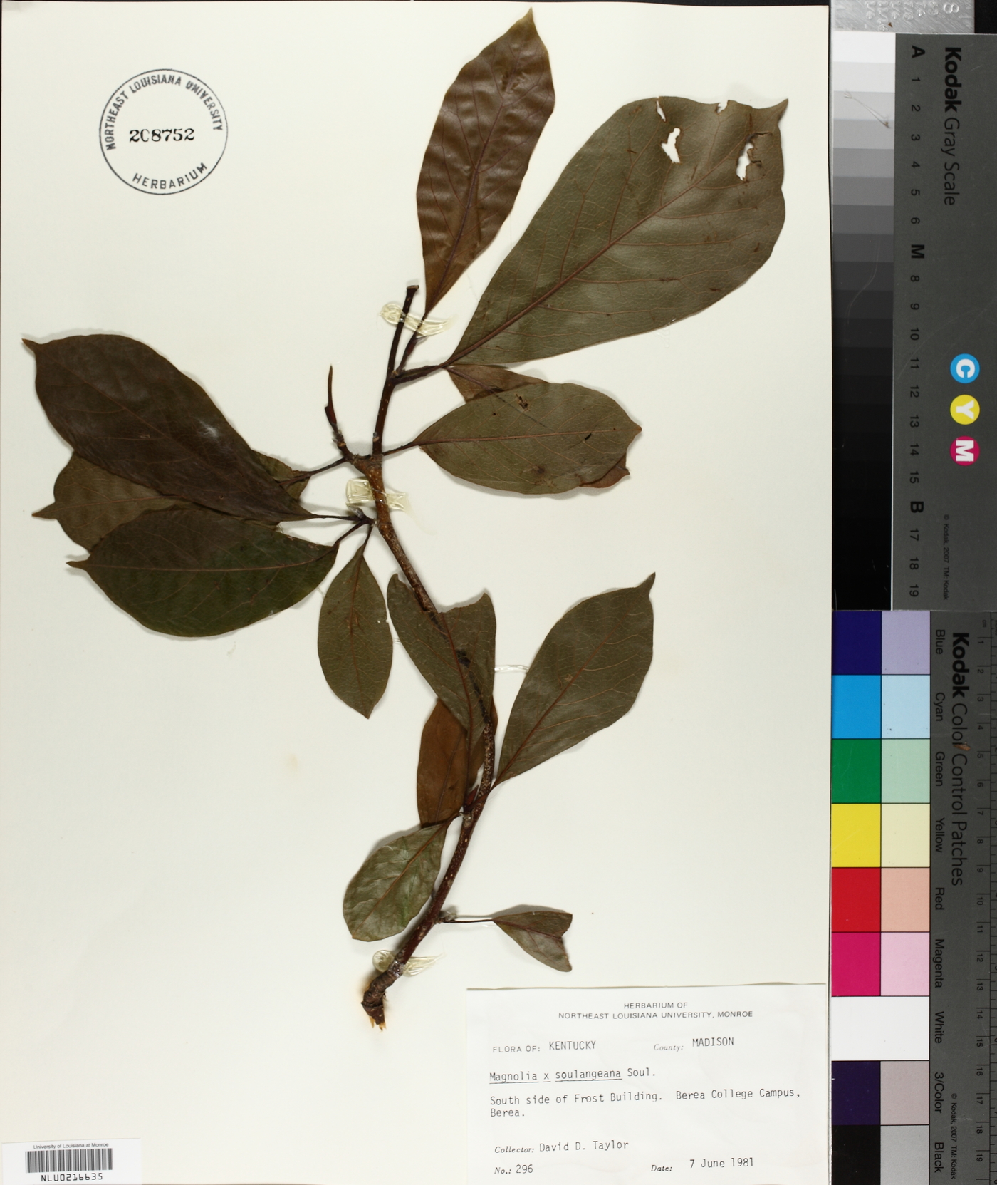 Magnolia x soulangeana image