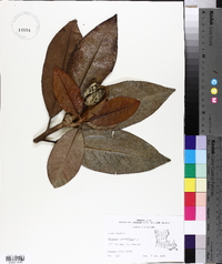 Magnolia grandiflora image