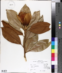 Magnolia grandiflora image