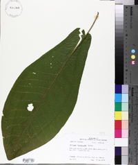 Magnolia macrophylla image