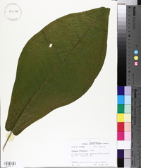 Magnolia macrophylla image