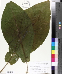 Magnolia macrophylla image
