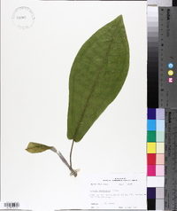 Magnolia macrophylla image