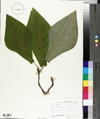 Magnolia pyramidata image