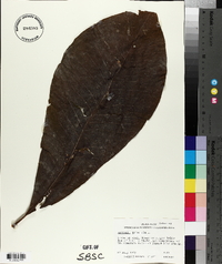 Magnolia tripetala image