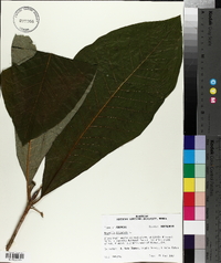 Magnolia tripetala image