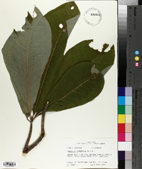 Magnolia tripetala image