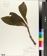 Magnolia tripetala image