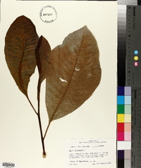 Magnolia tripetala image