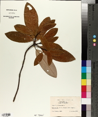 Magnolia virginiana image