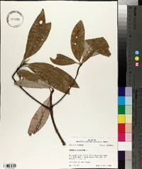 Magnolia virginiana image