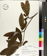 Magnolia virginiana image