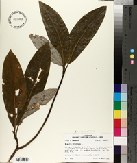 Magnolia virginiana image