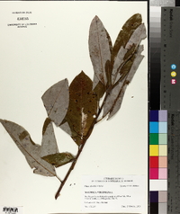 Magnolia virginiana image