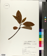 Magnolia virginiana image