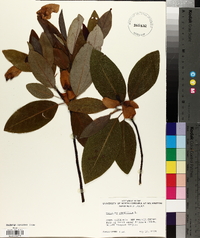 Magnolia virginiana image