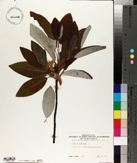 Magnolia virginiana image