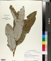 Magnolia virginiana image