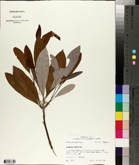 Magnolia virginiana image