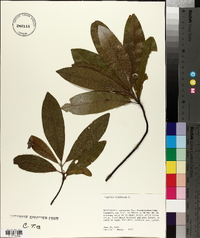 Magnolia virginiana image