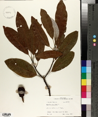 Magnolia virginiana image