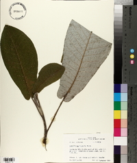 Magnolia macrophylla image