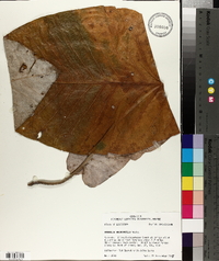 Magnolia macrophylla image