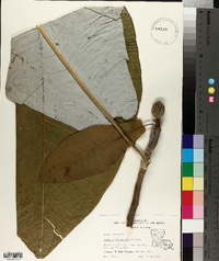 Magnolia macrophylla image