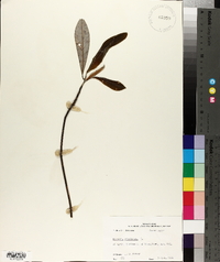 Magnolia virginiana image