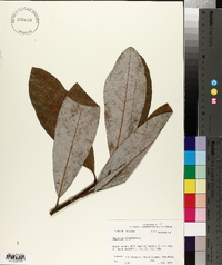 Magnolia virginiana image