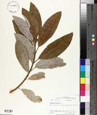 Magnolia virginiana image