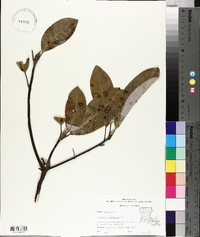 Magnolia virginiana image