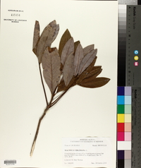 Magnolia virginiana image