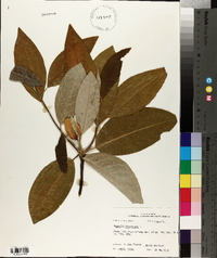 Magnolia virginiana image