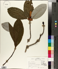 Magnolia virginiana image