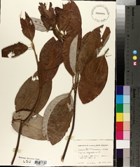 Magnolia virginiana image